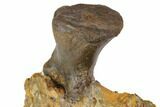 Pachycephalosaurus Metatarsal And Teeth Association - Montana #113078-5
